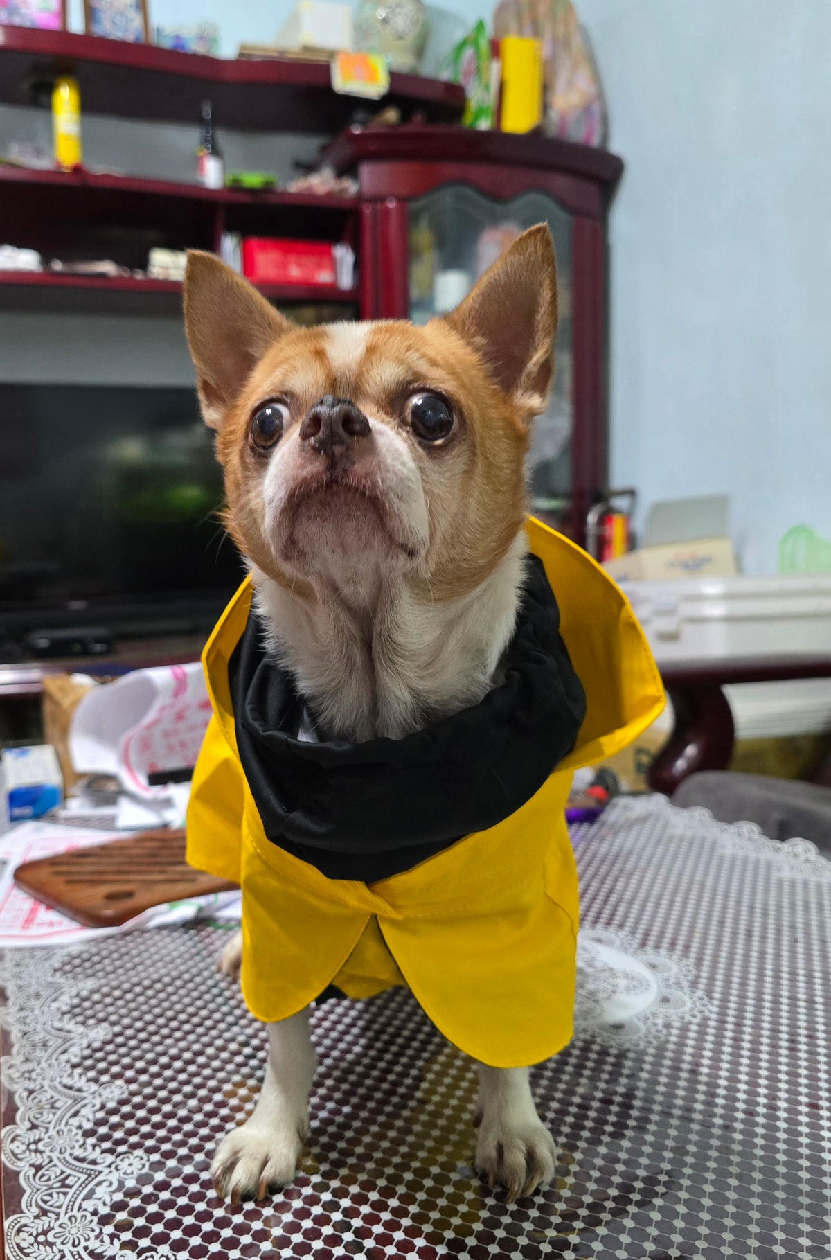 可樂 斗篷式雨衣 暖陽黃 照片